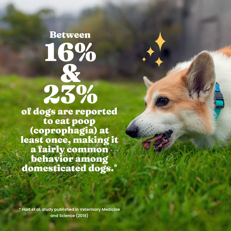 Corgi dog on grass with text about the prevalence of coprophagia in dogs.