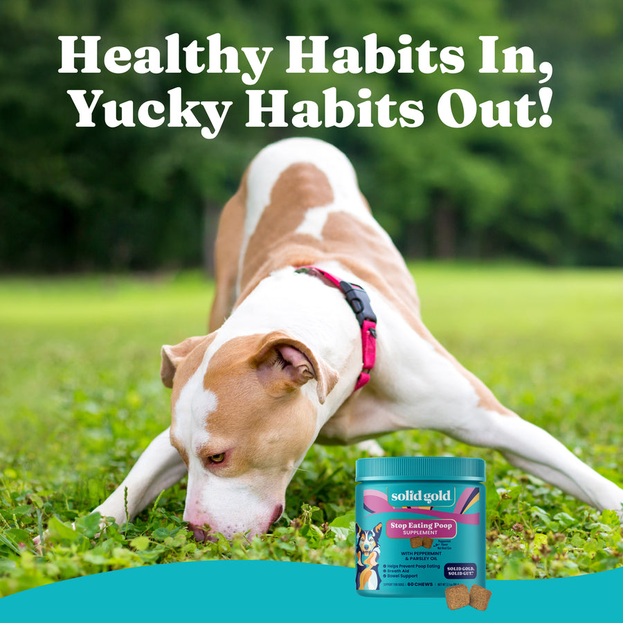 Dog sniffing the ground in a grassy area with a container of stool eating deterrent soft chews nearby.