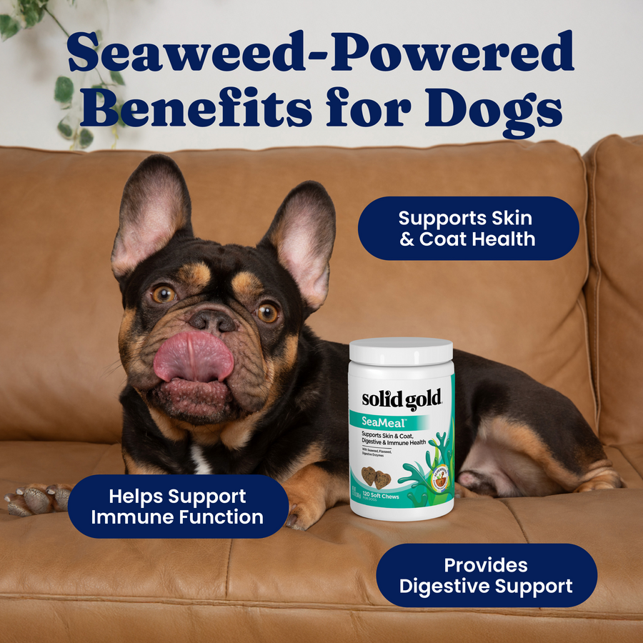 A dog sits on a couch next to a container of SeaMeal Daily Wellness Chews, highlighting health benefits.
