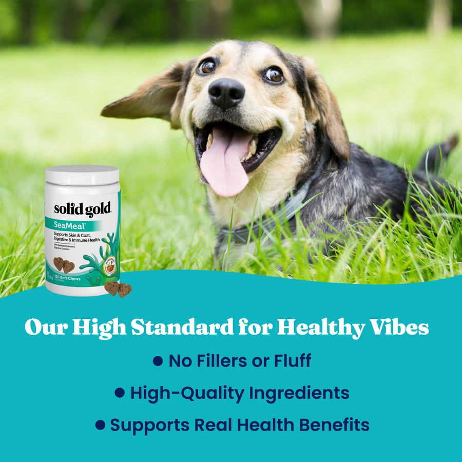 A happy dog sits on grass next to a container of SeaMeal Daily Wellness Chews for Dogs.