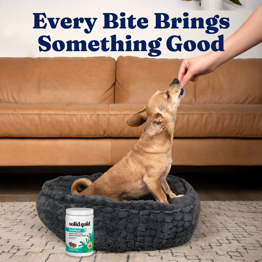 A small dog sits in a cozy bed while a hand offers it a chew treat, with a container of SeaMeal nearby.