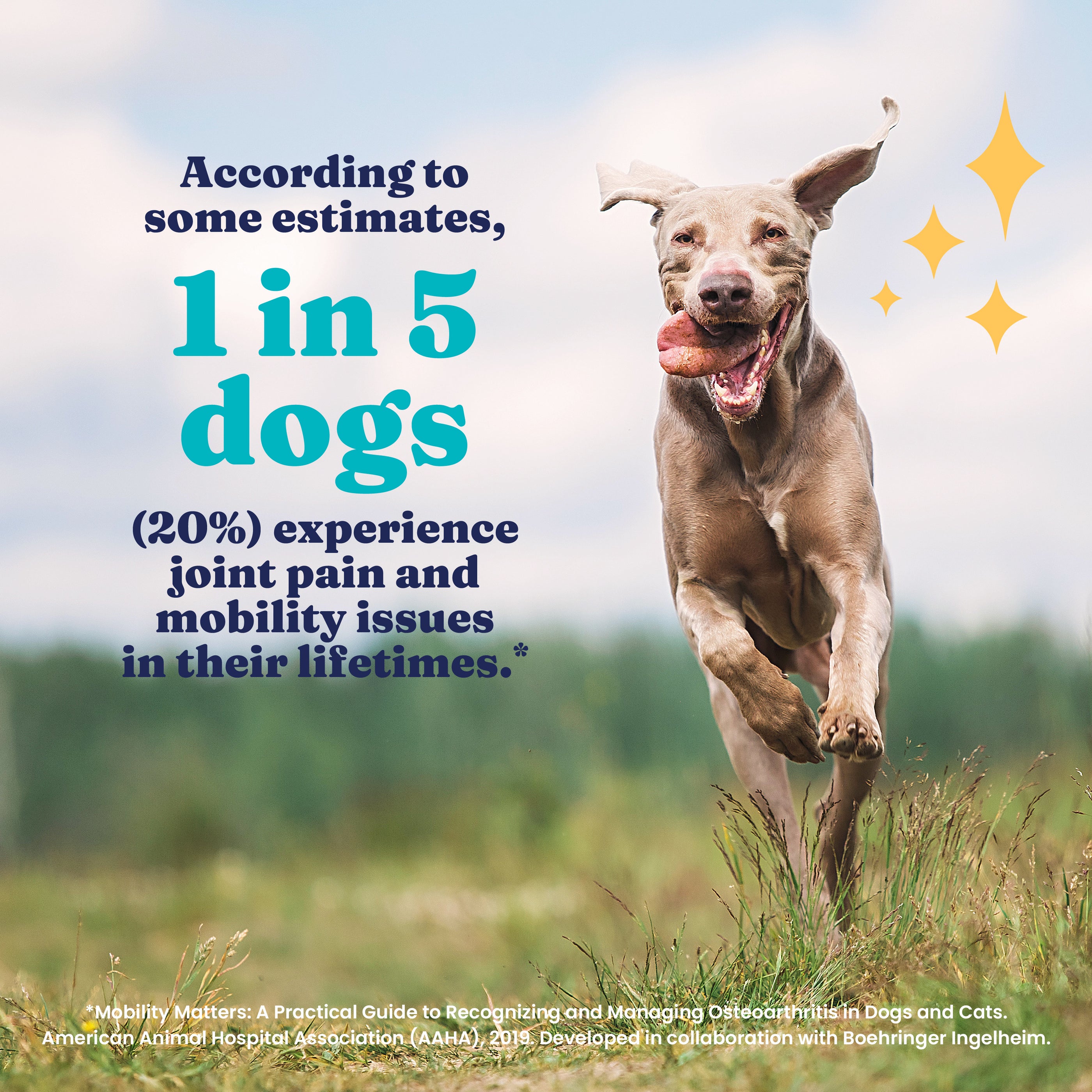 A dog runs joyfully in a grassy field, with text about joint pain and mobility issues in dogs.