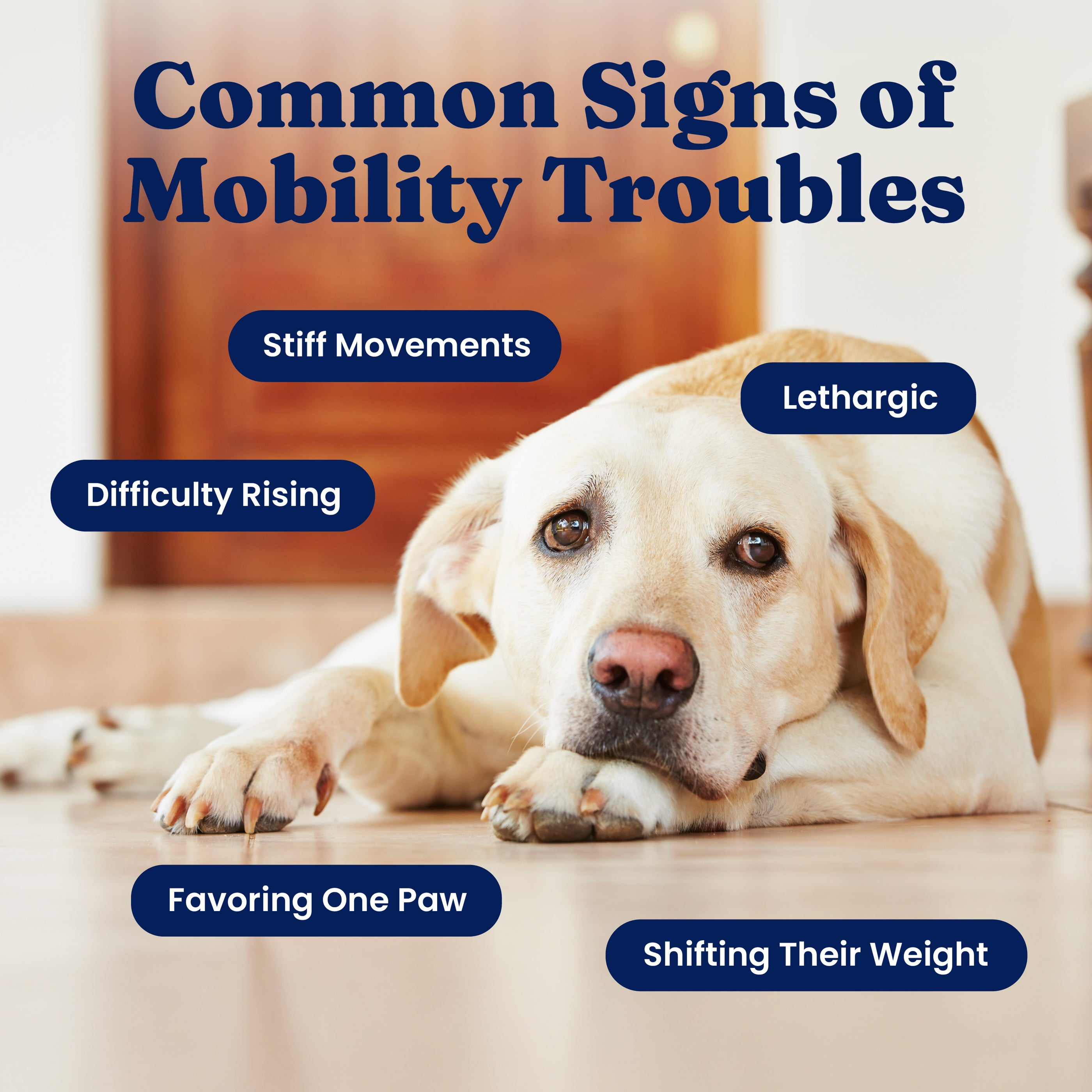 A dog lies on a floor, appearing lethargic, with text highlighting signs of mobility troubles.