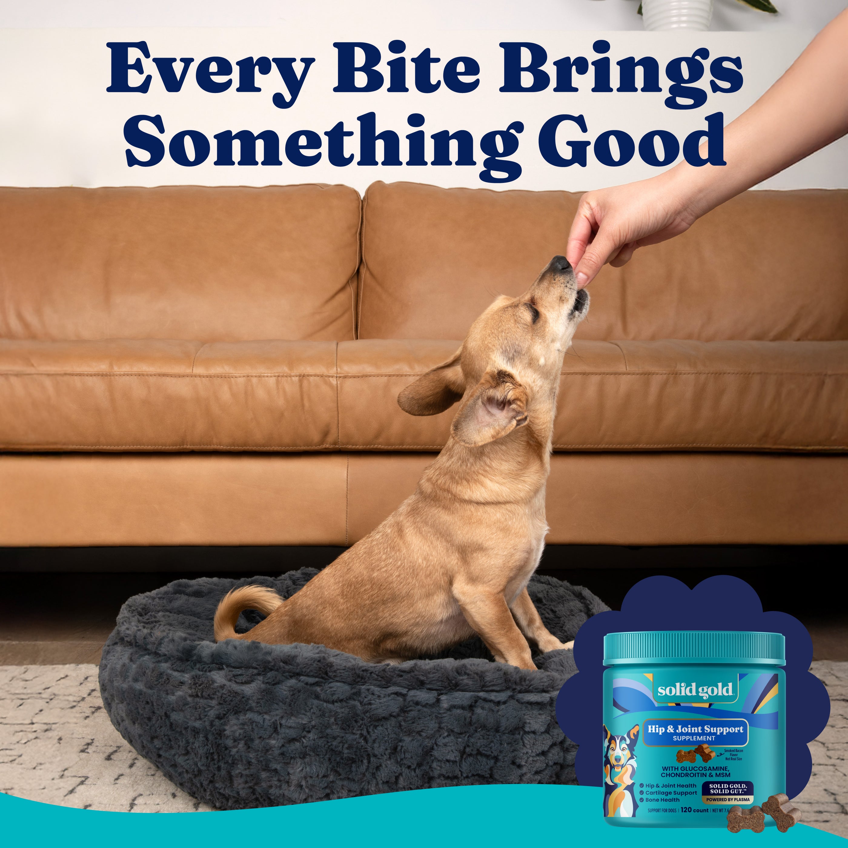 Dog sitting on a plush bed, reaching up for a treat from a person's hand, with a container of joint support chews nearby.