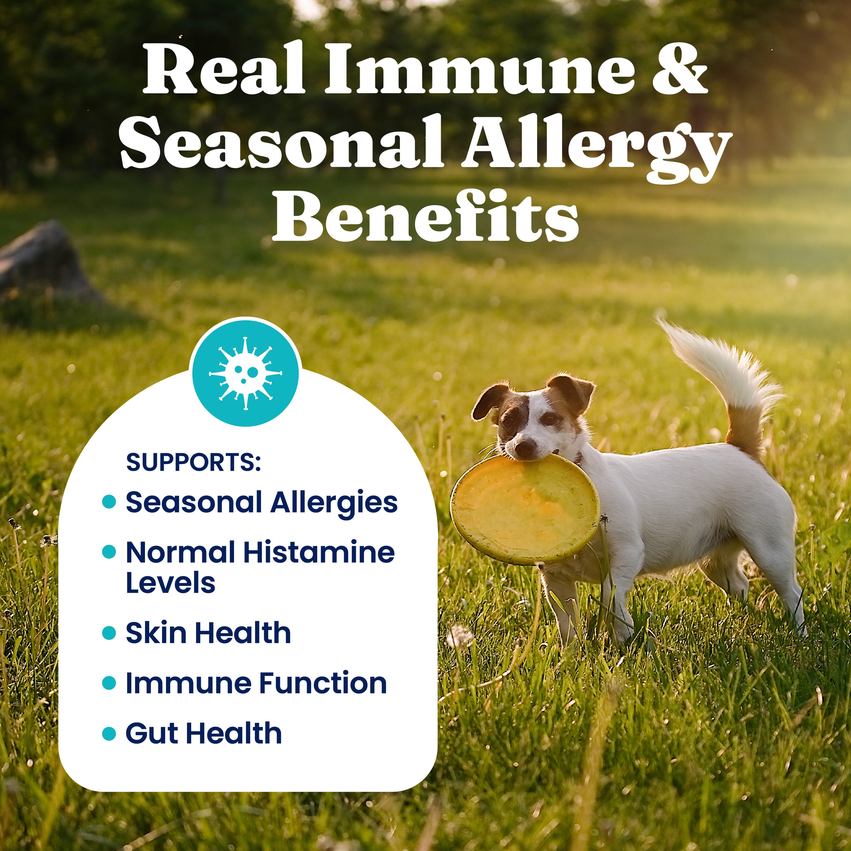 Dog holding a frisbee in a grassy field with text highlighting allergy support benefits.