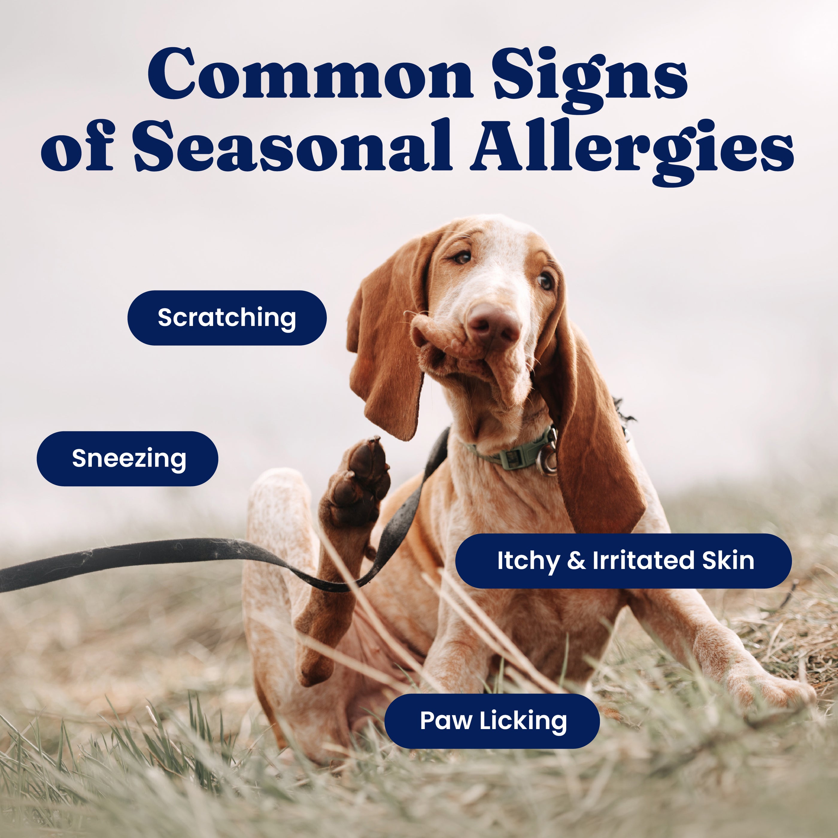 Dog lying on grass, scratching its ear, with text highlighting common signs of seasonal allergies: scratching, sneezing, itch