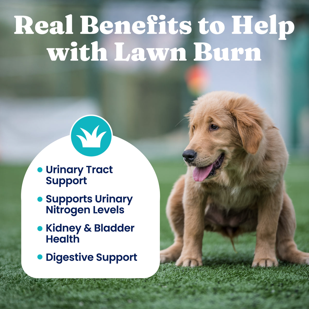 Grass Guardian™ Digestive Health Chews for Dogs