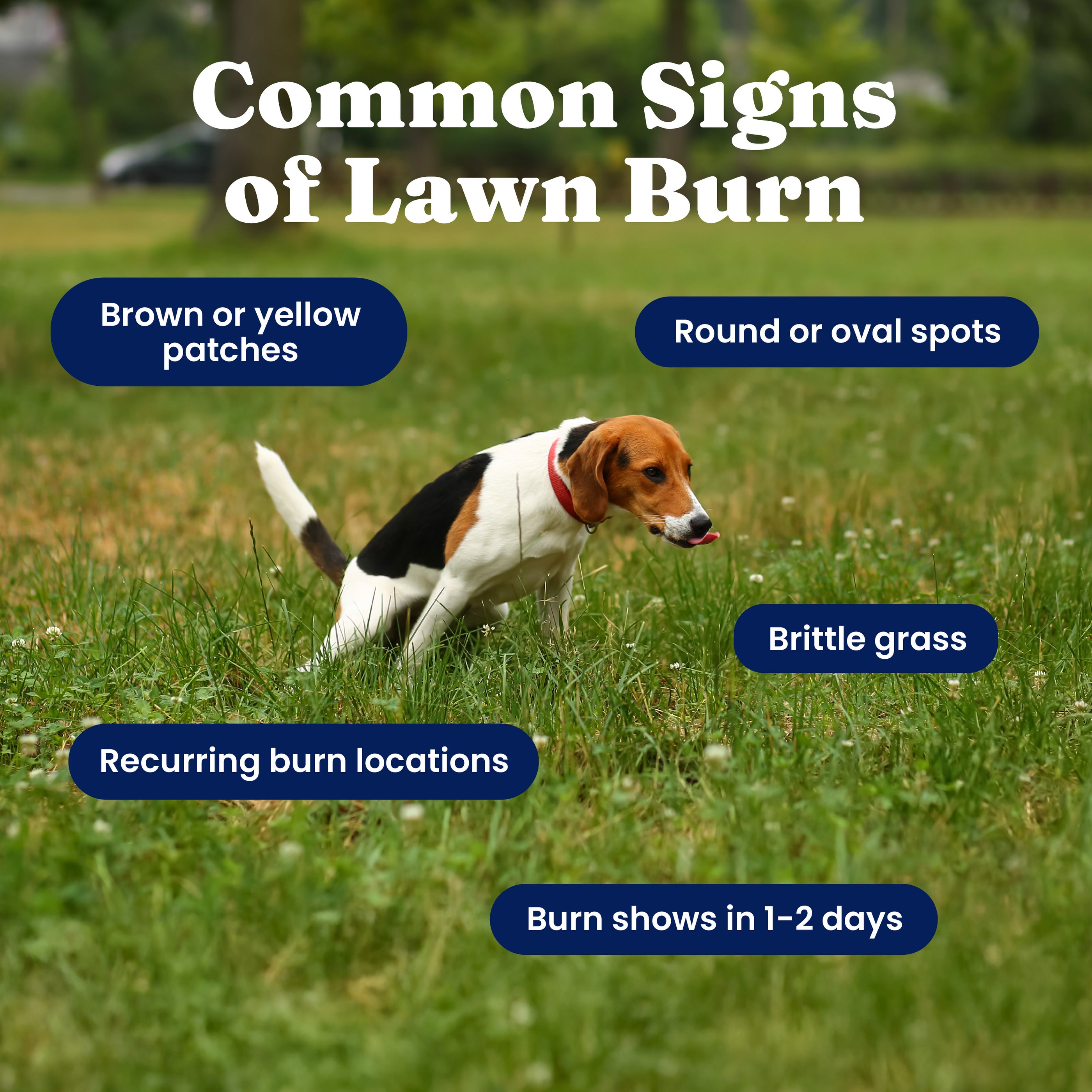 Grass Guardian™ Digestive Health Chews for Dogs