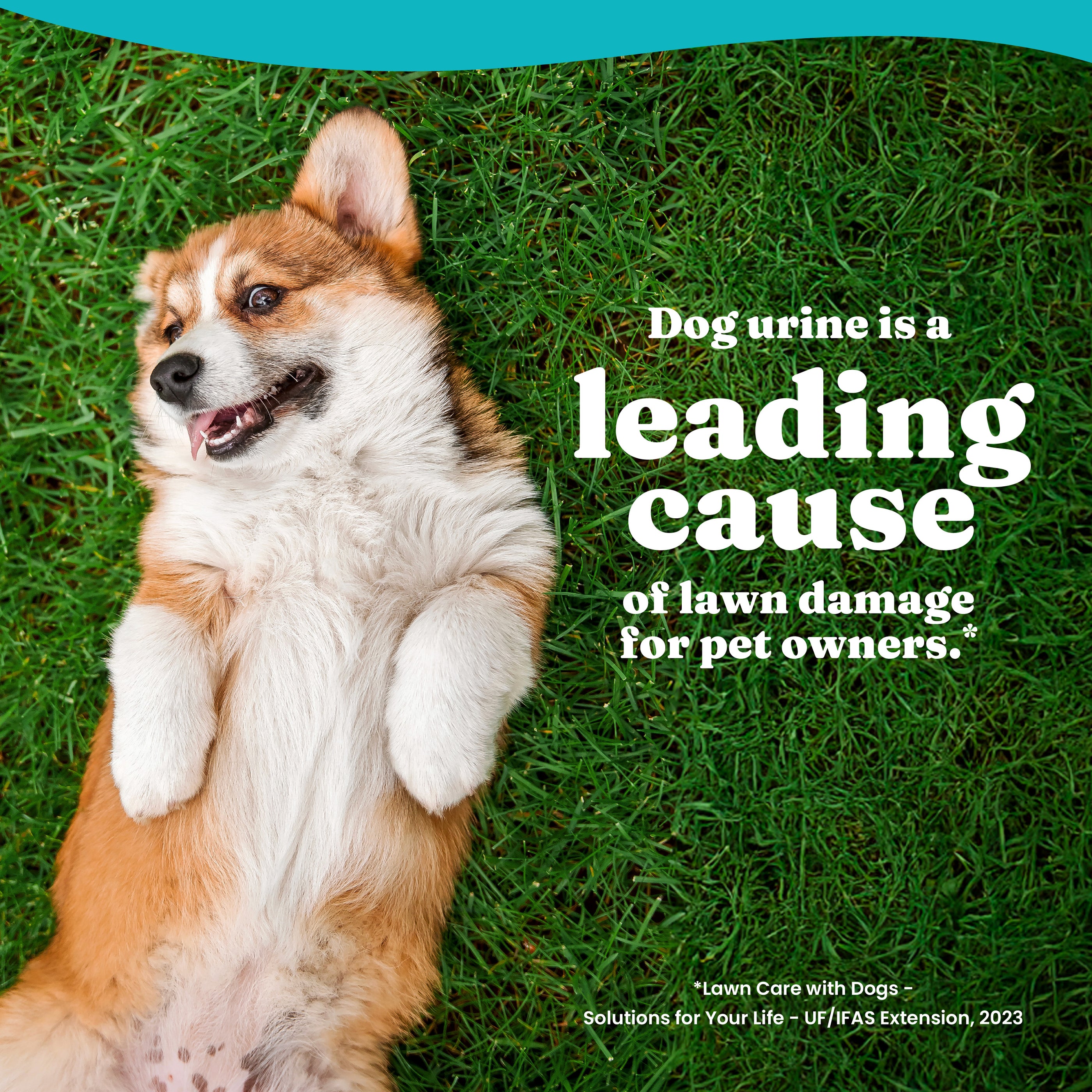 Grass Guardian™ Digestive Health Chews for Dogs