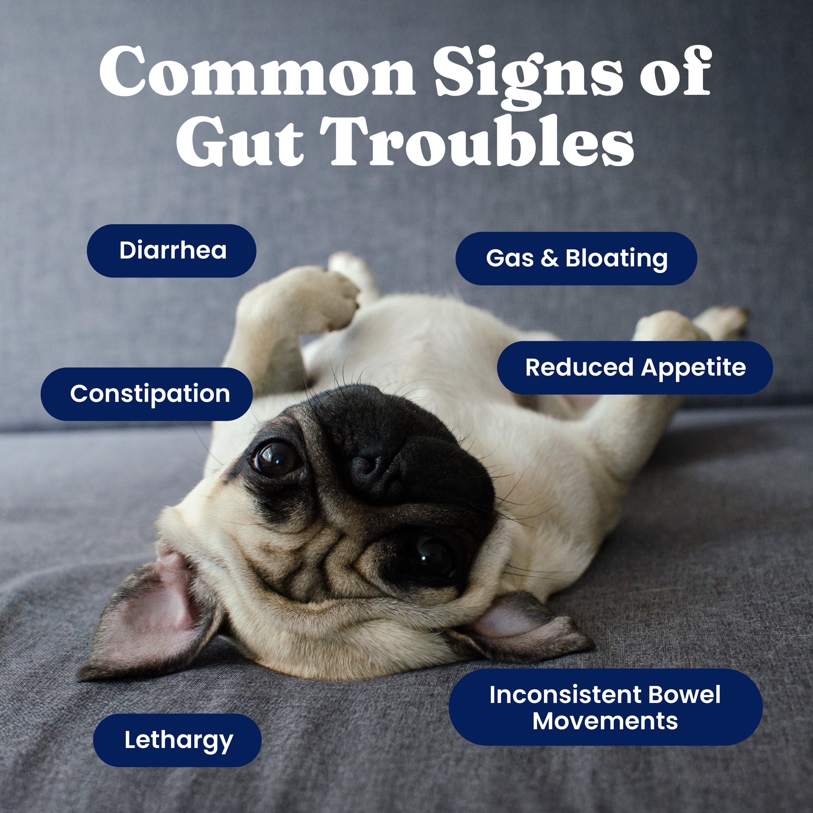 Pug lying on its back on a gray surface with text listing common signs of gut troubles in dogs.