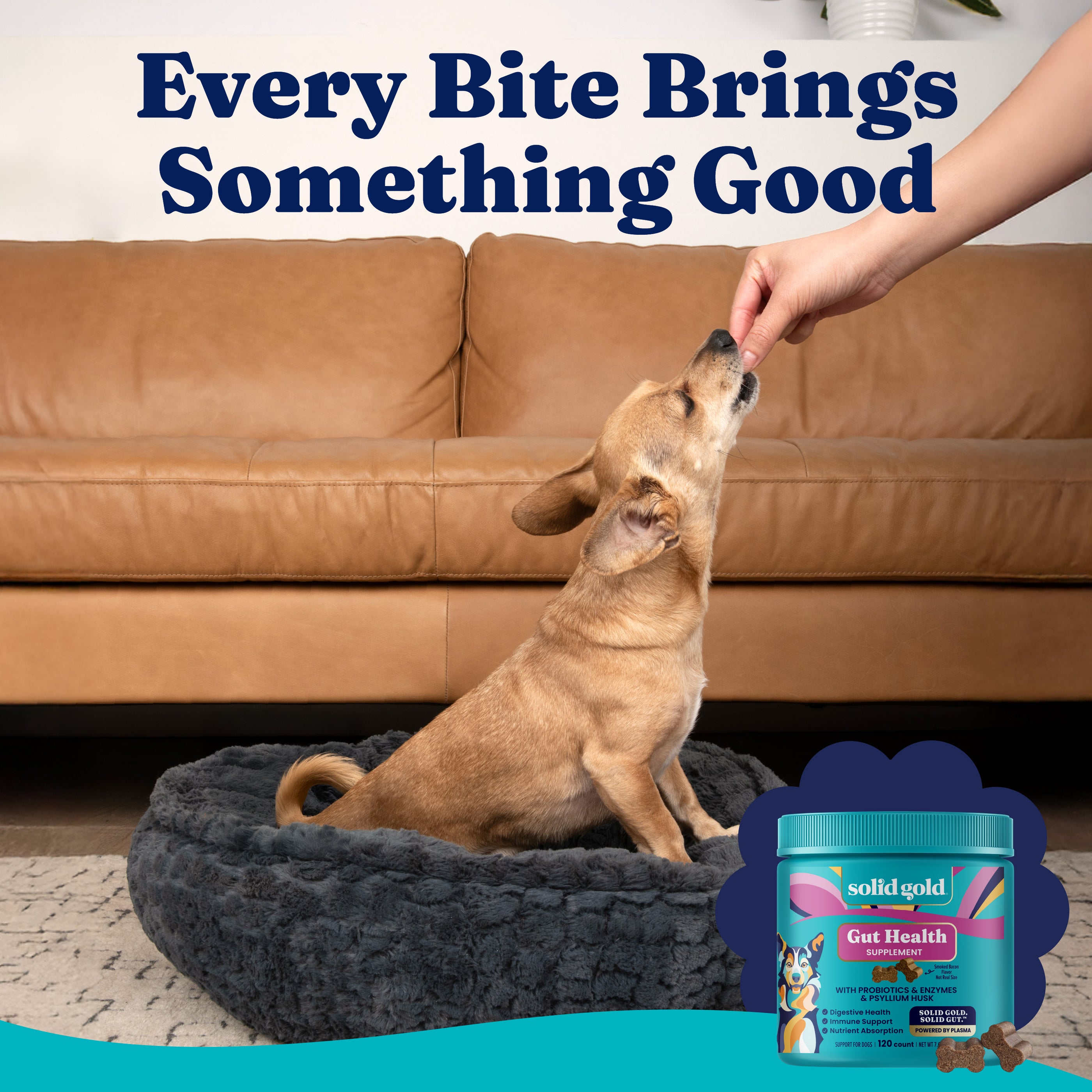 Dog sitting on a bed receiving a treat from a person's hand, with a container of gut health chews nearby.