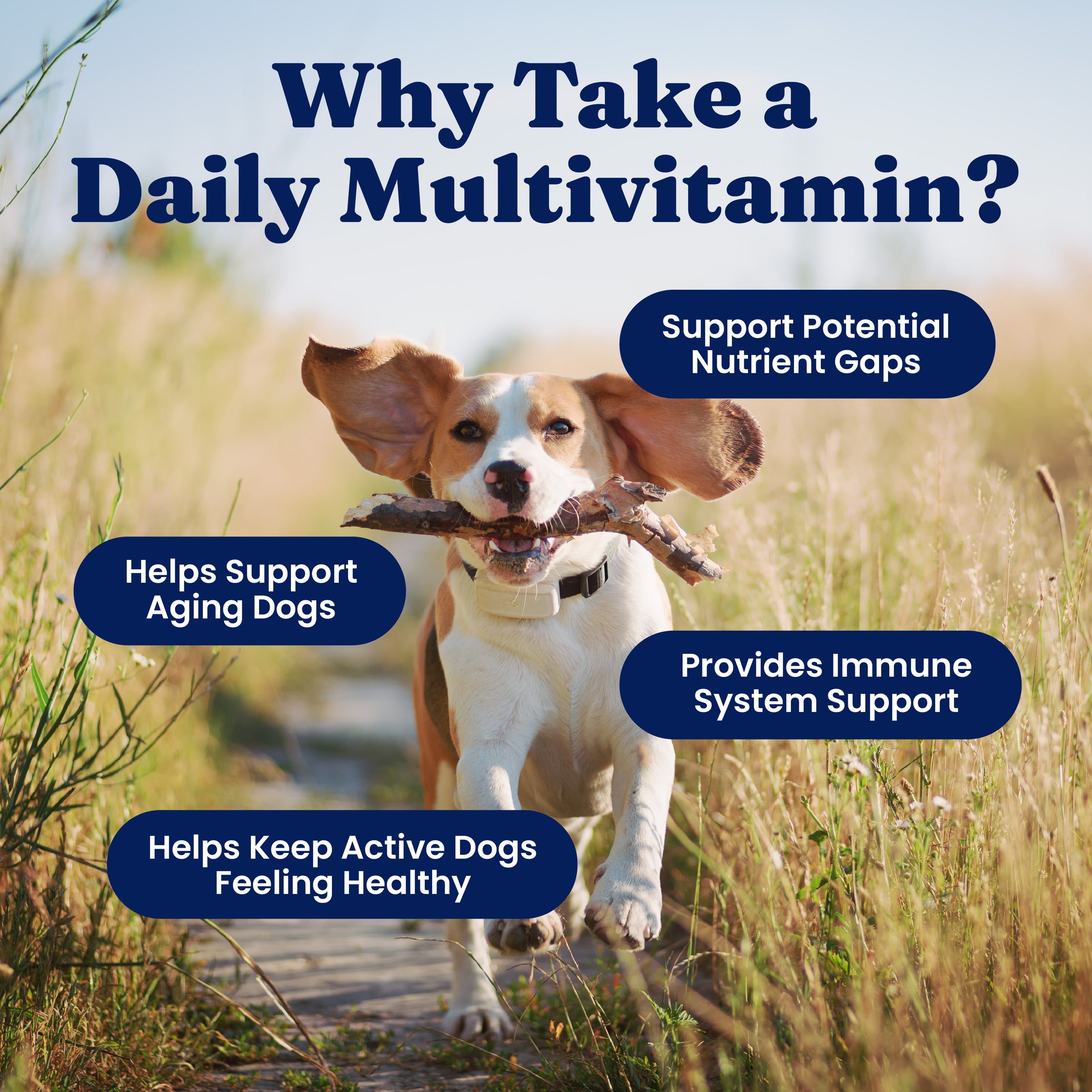 Beagle carrying a stick while running on a grassy path, with text highlighting benefits of daily multivitamins for dogs.