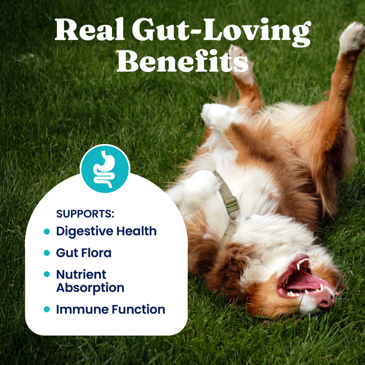 Dog lying on grass, rolling over with a playful expression, surrounded by text highlighting gut health benefits.