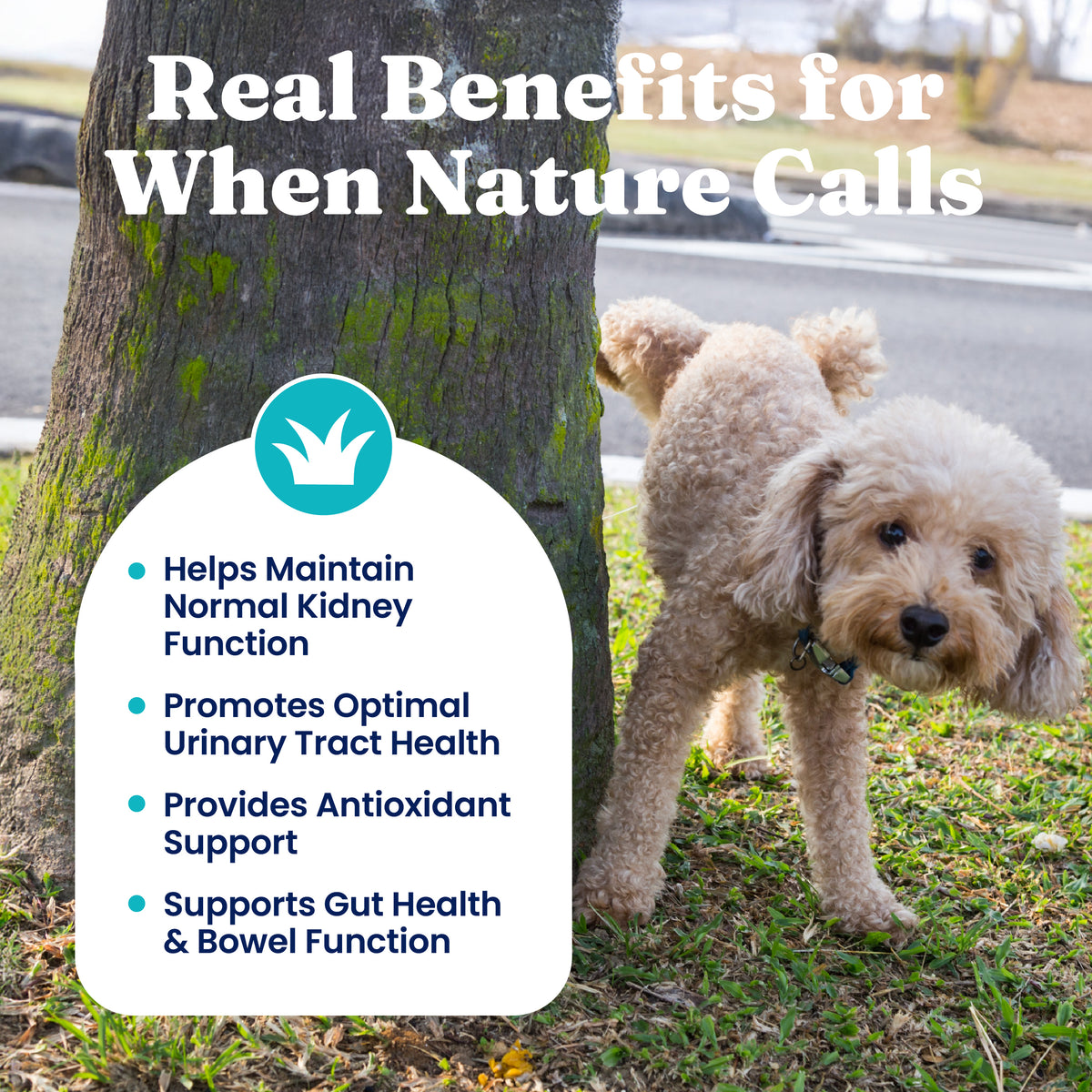 A dog is sniffing a tree in a park, with text highlighting benefits of a urinary tract health powder for pets.