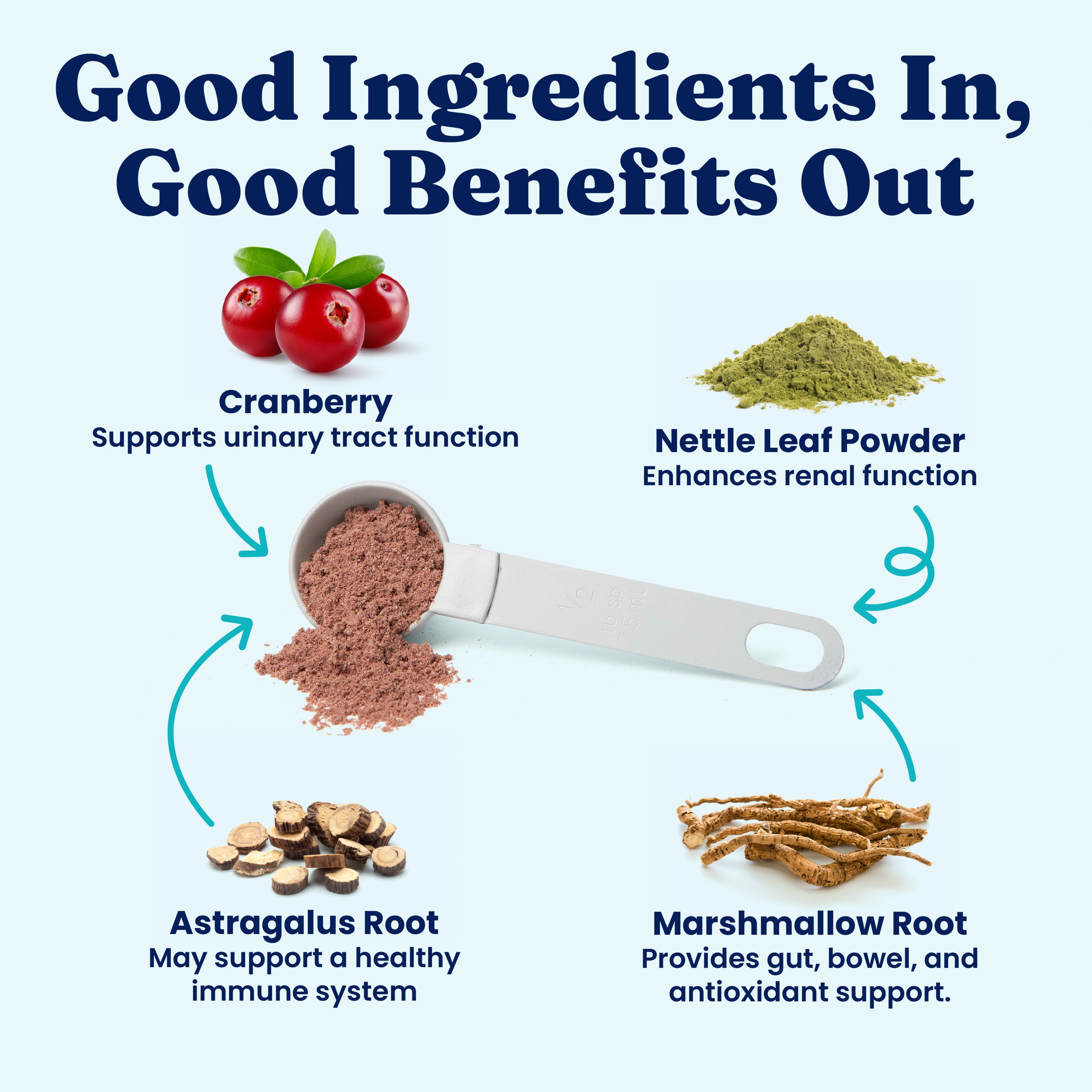 Cranberries, nettle leaf powder, astragalus root, and marshmallow root with a measuring scoop on a light background.