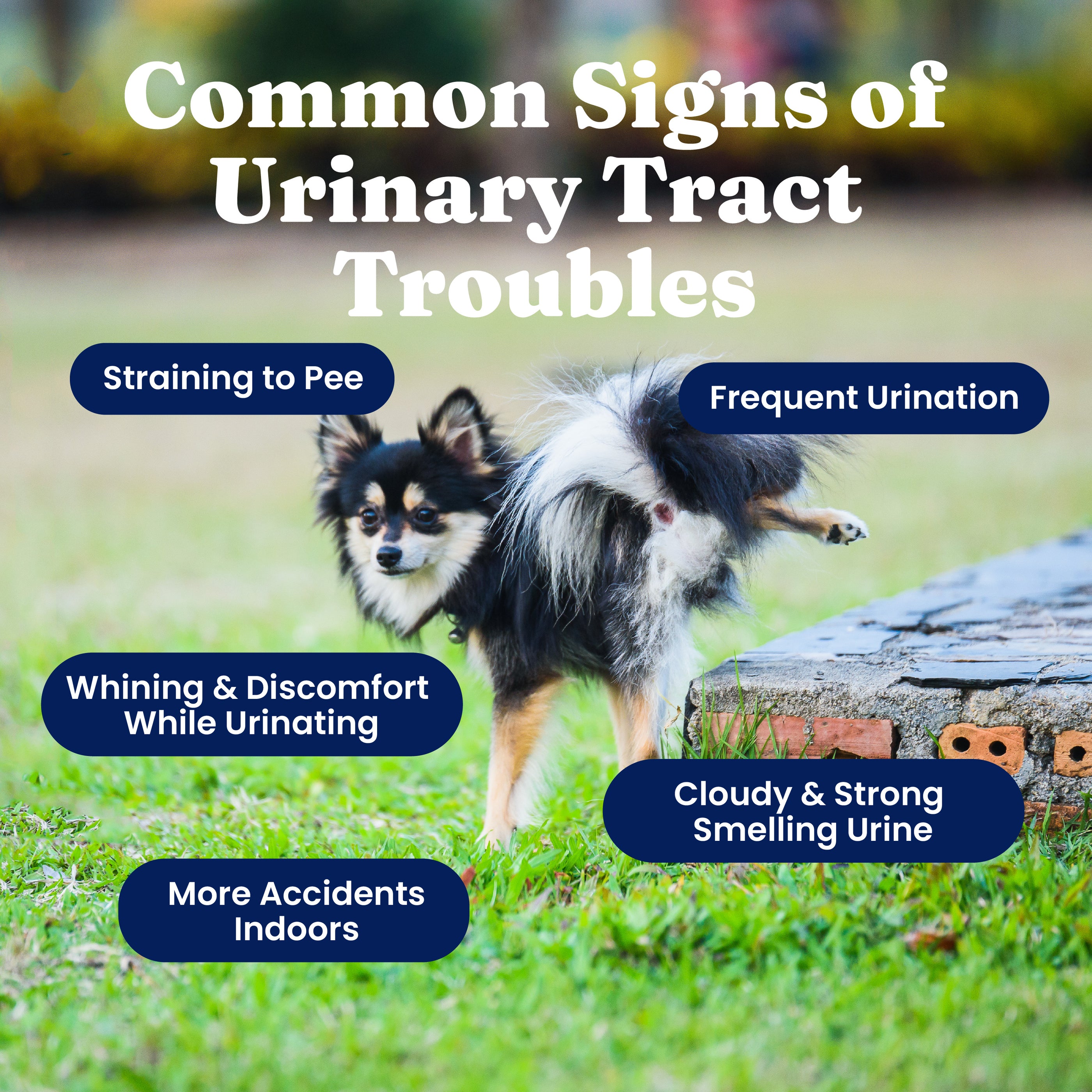 A small dog is urinating outdoors, with text highlighting signs of urinary tract issues.