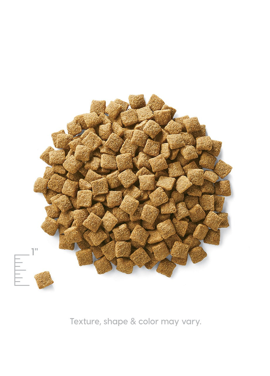 Dry dog food in small, square-shaped kibble pieces, primarily brown in color.