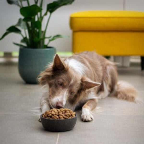 Holistic Dog Food | Grain Free | Solid Gold Pet