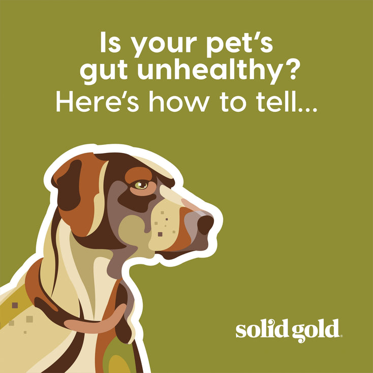 Blog - SolidGold – solidgoldpets