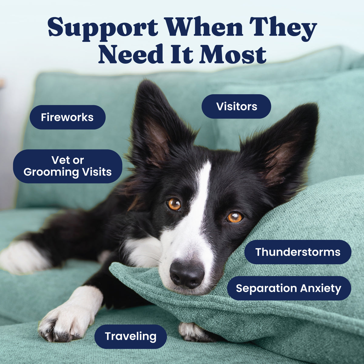 A black and white dog rests on a green couch, surrounded by text highlighting situations needing calming support.