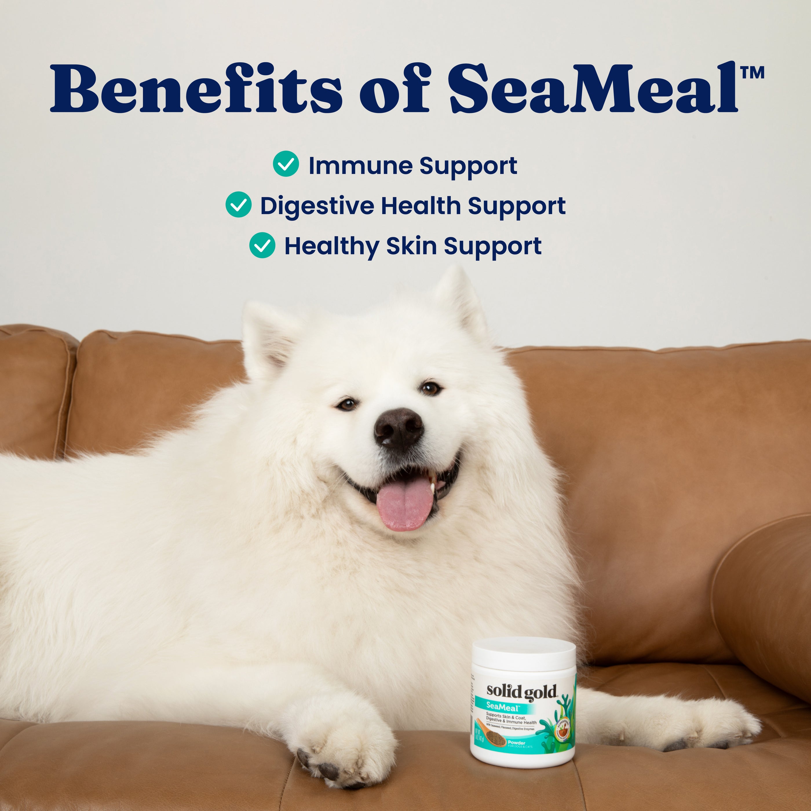 A white fluffy dog sits on a brown couch next to a container of SeaMeal™ supplement powder.