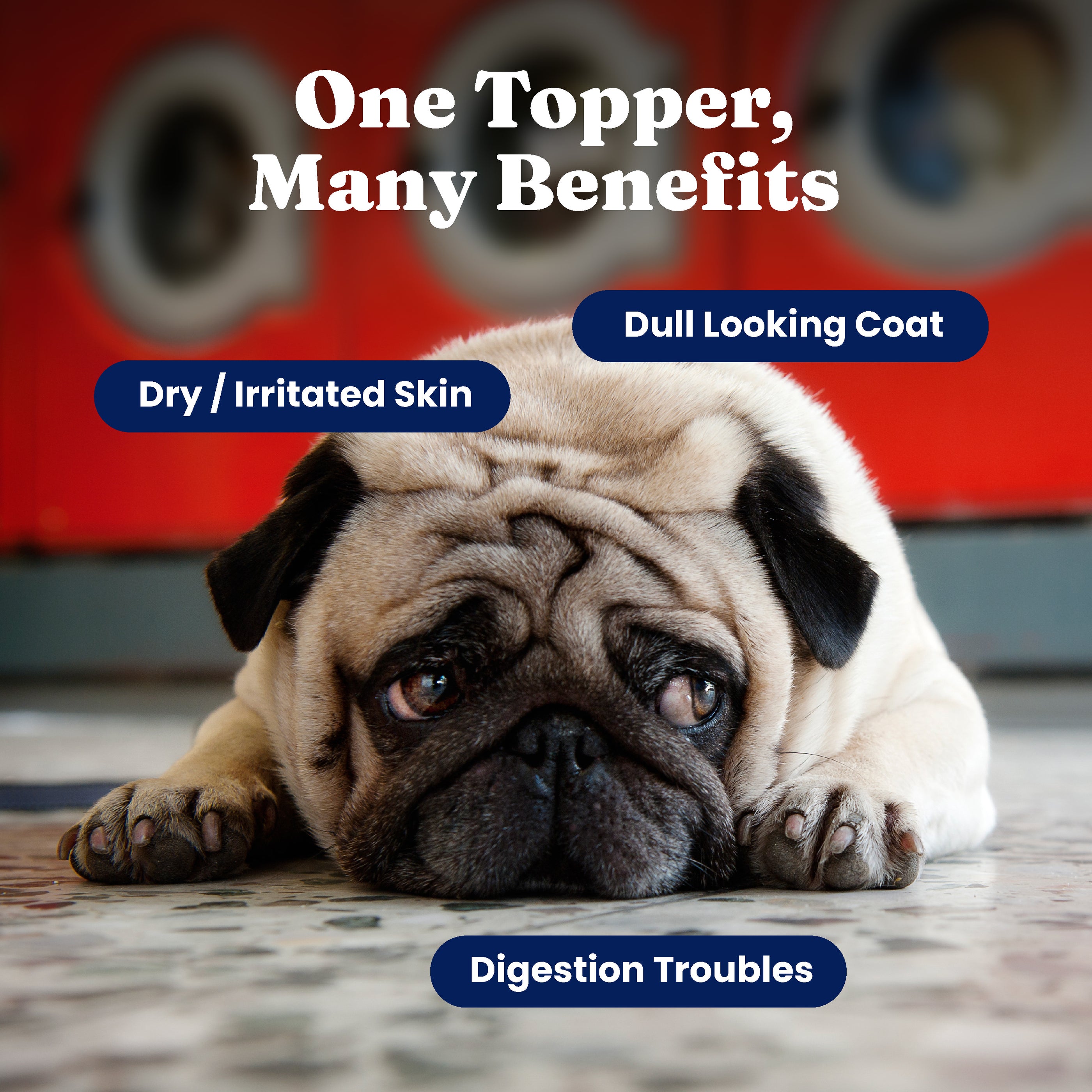 A pug lying on a floor with a sad expression, surrounded by text highlighting health benefits for pets.