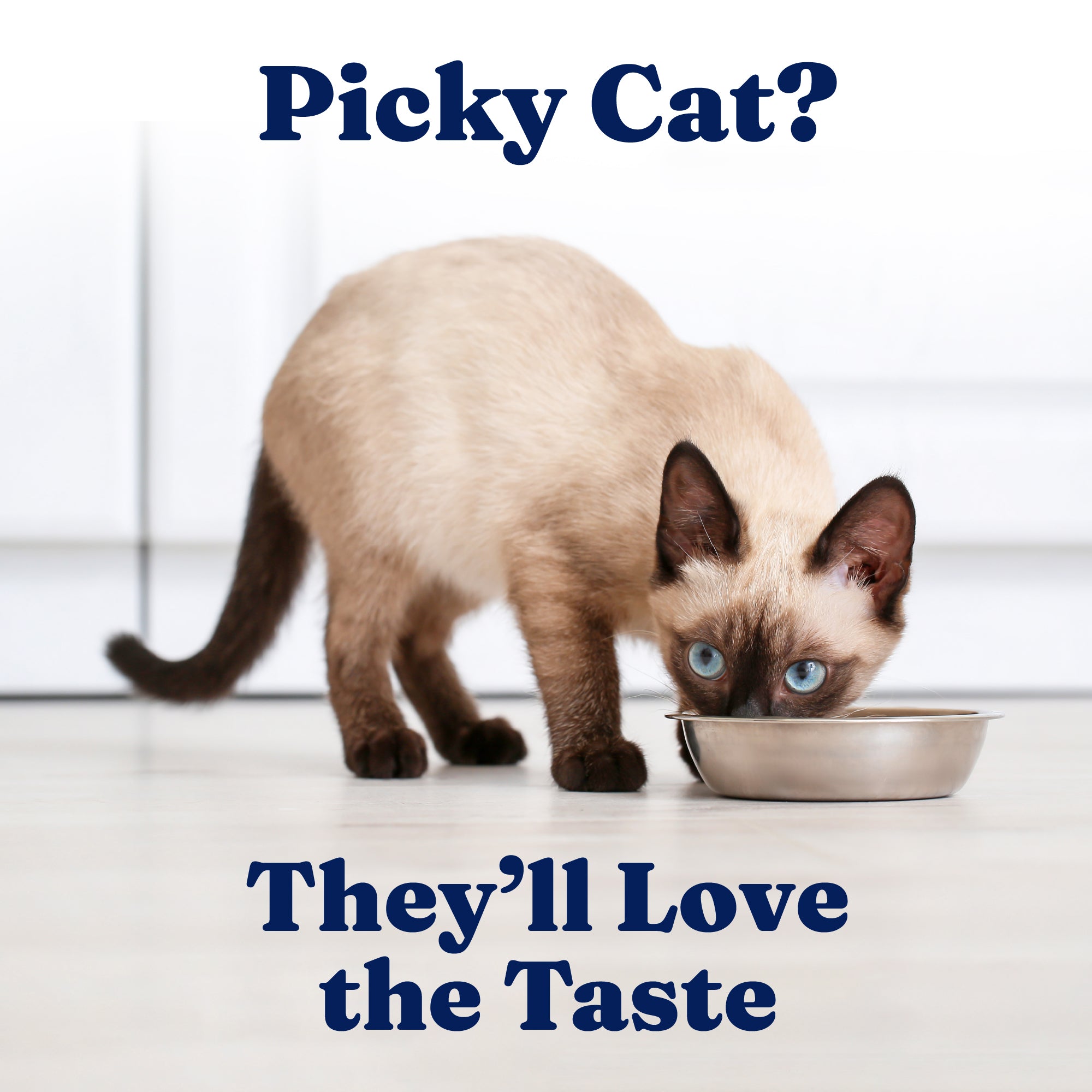 Siamese cat eating from a metal bowl on a light-colored floor.