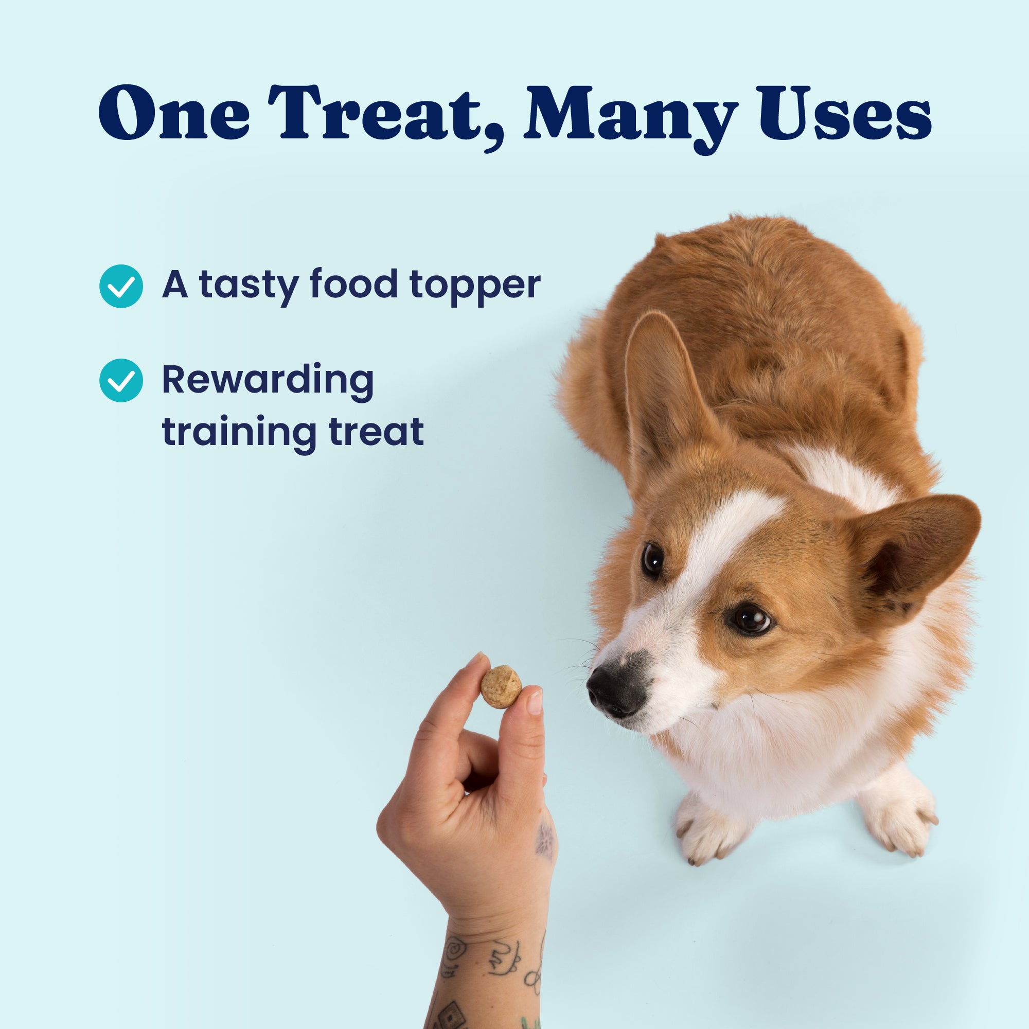 A dog looks at a hand holding a small treat against a light blue background.