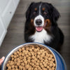 Dog looking at a bowl of kibble held by a person